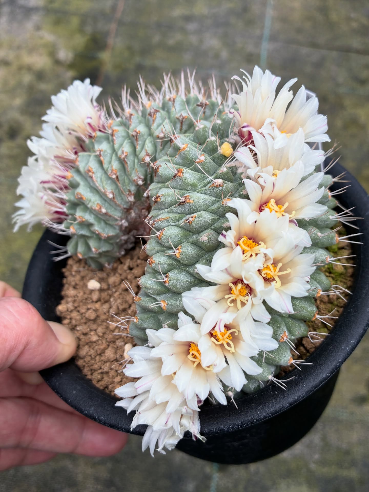 菊水綴化
この株だけちょっと咲くの早いです
.
今日から冷え込み厳しくなってきましたが雪は山だけに降って欲しい
.
#菊水綴化 
.
#金沢市 #ナマクアランド