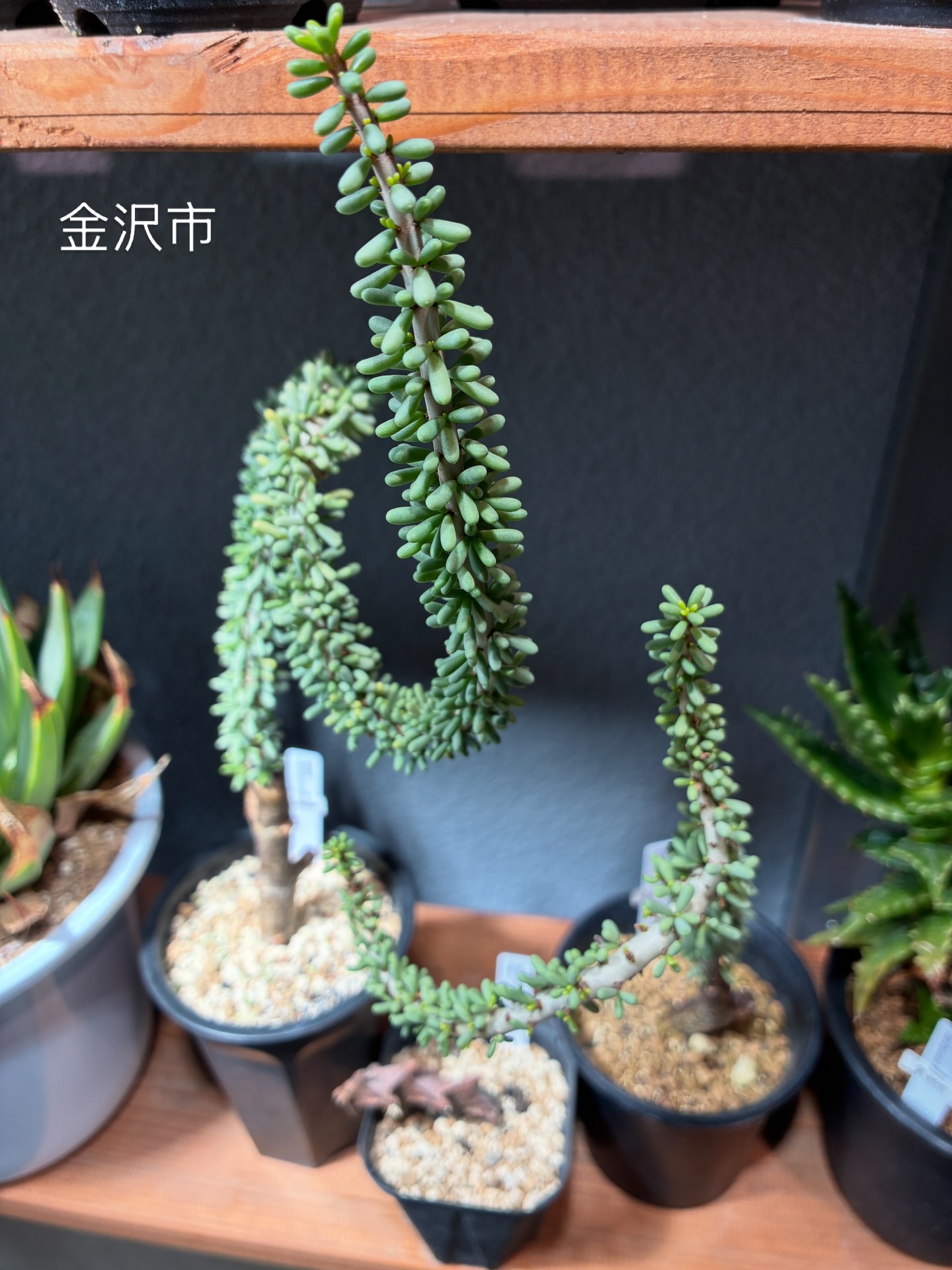 ナマクエンシス
調子アゲアゲ　プチプチ絶好調です
.
#ケラリアナマクエンシス 
#ナマクアランド
#金沢市