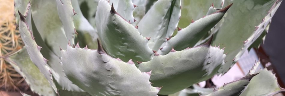 開いてきたアガベポタトラム