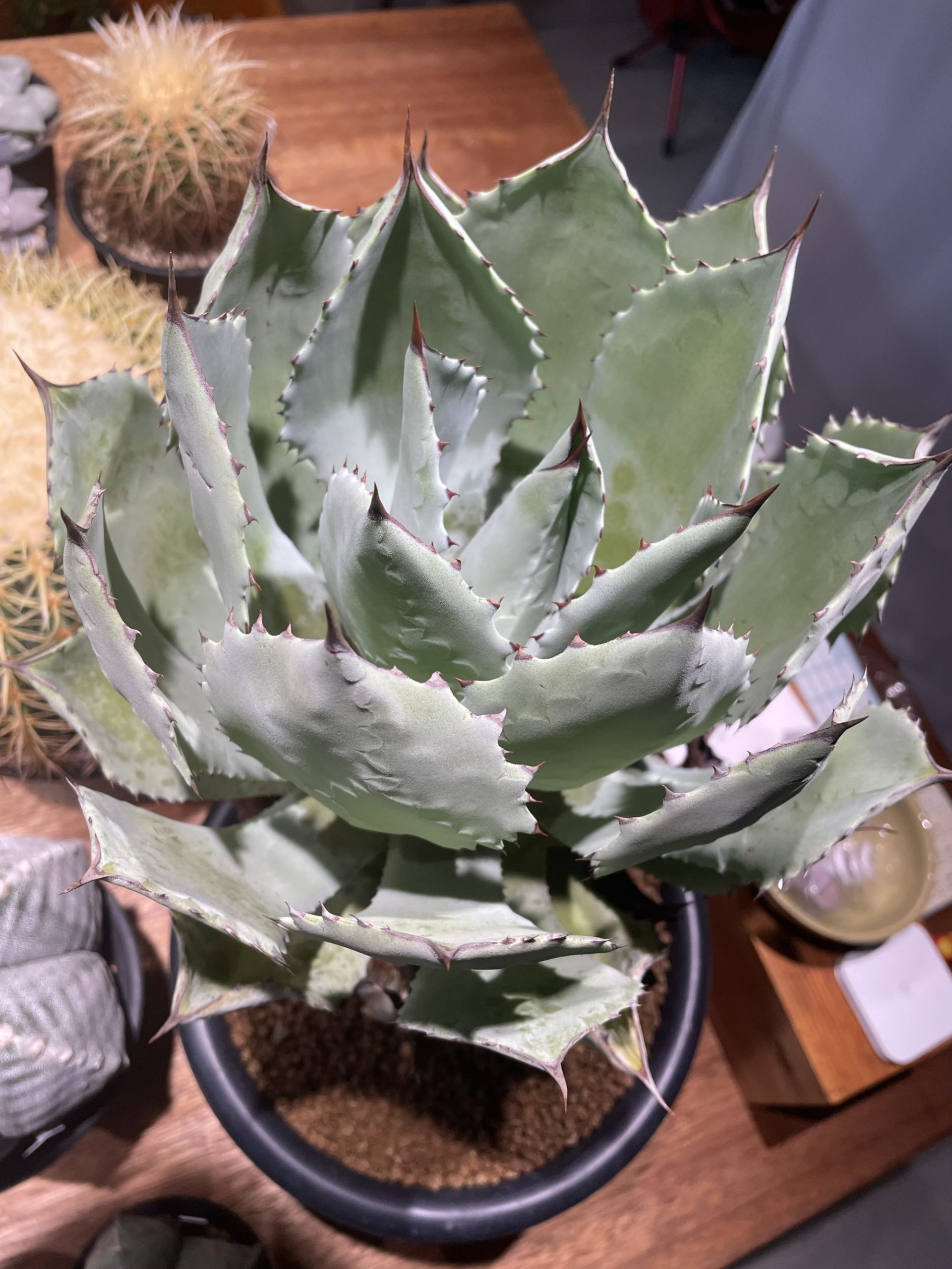 開いてきたアガベポタトラム