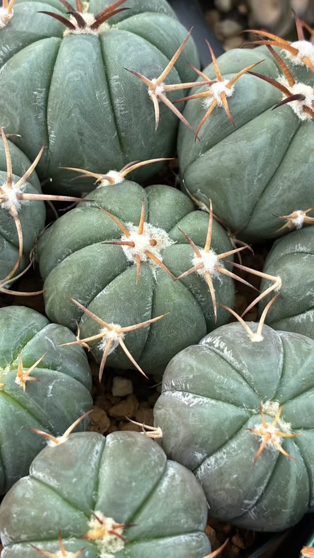 4シーズン目の営業を3月20日より開始します
今シーズンもお客様に笑顔を与えられるよう頑張ります
.
#ナマクアランド #金沢市 #多肉植物