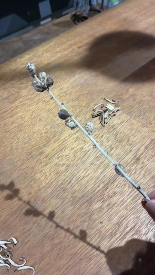 アガベ姫乱れ雪の種子採取
今年行った開花までの花茎長さ当て企画の結実した種子の採取となります
結局自然に自家受粉する事はなくチョメチョメ受粉を手伝ったのですが4〜5ヶ月程経過しても破裂💥もしなかったので今回の採取となります
計50粒程採取出来たので来春以降に撒きたいと思います（多分）

現時点の親株の方は枯れることもなくそして仔株を吹く気配はもなく様子見状態です　経験値なくどうなるのかわかりません
また折を見て報告したいと思っております