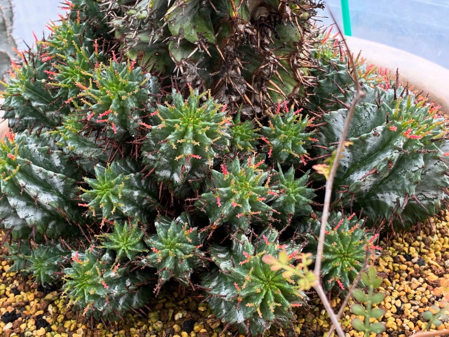 めっちゃ調子上げてるホリダ
ここ１週間は気温低いですが全般に高め　葉物も落葉しない物もあり冬なのにグングン成長しております
.
#ユーフォルビアホリダ 
.
#金沢市 #ナマクアランド