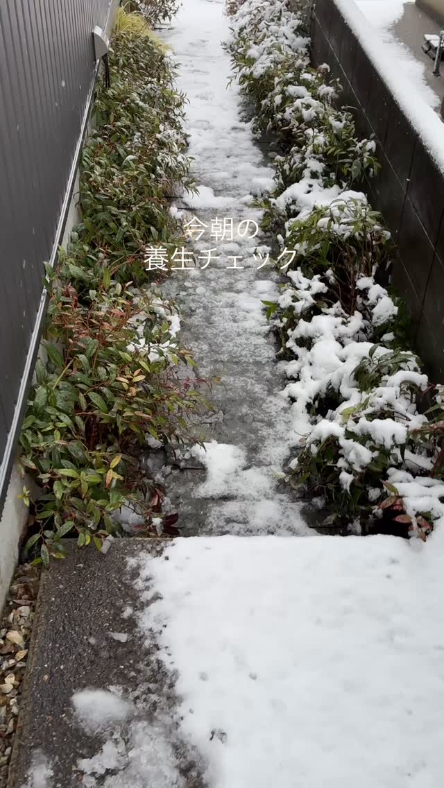 雪囲いの養生チェック
昨今は湿雪が多いですね
.
#アガベアメリカーナ #ロストラータ