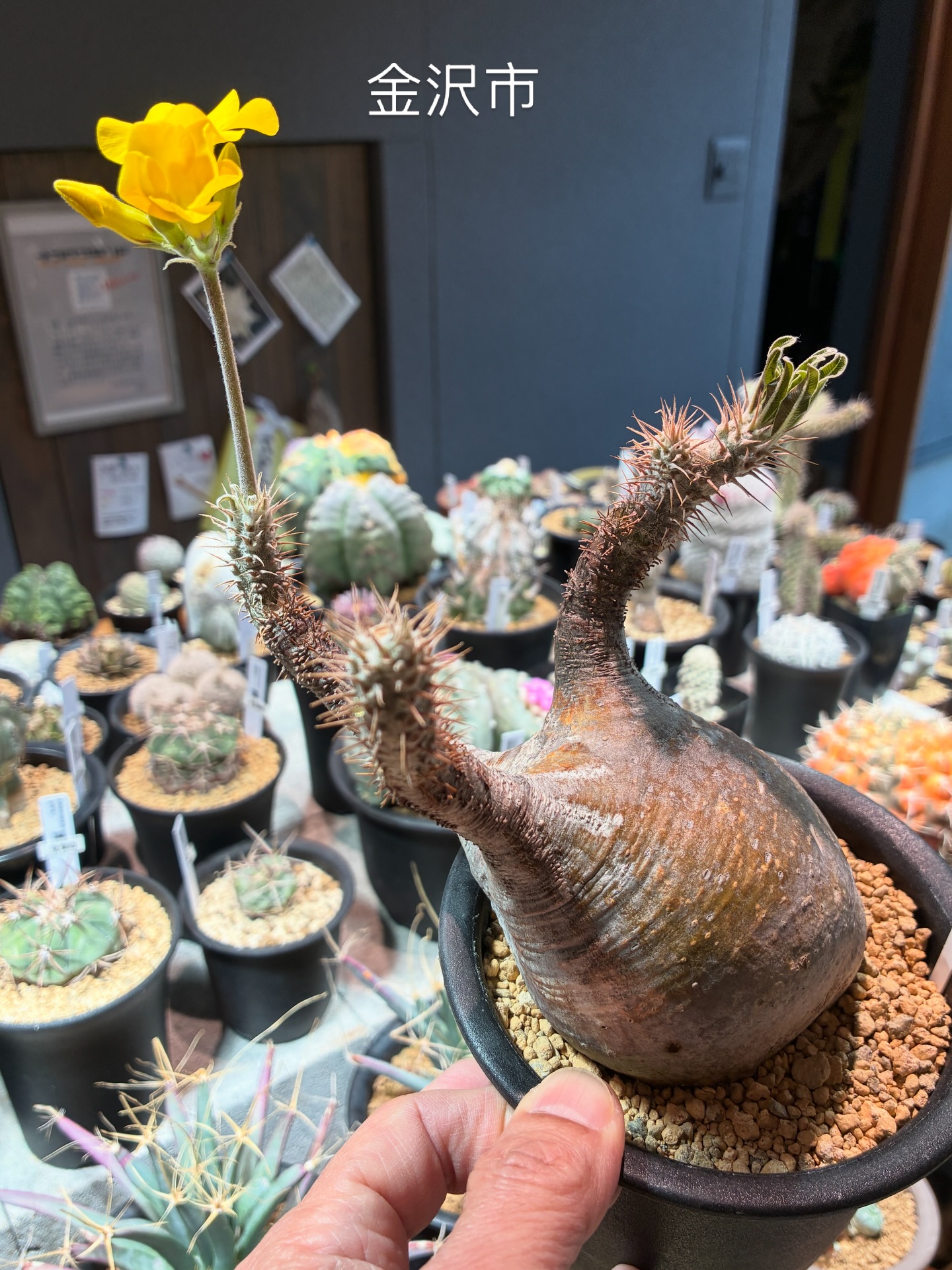 グラキリス
今年も早いものは咲き始めました
.
#パキポディウムグラキリス 
#ナマクアランド
#金沢市