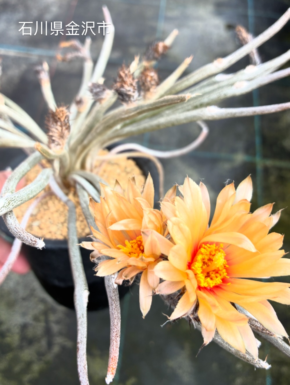 カプトメデューサエ
よく咲くのに異株揃わずなかなか受粉できない
.
#カプトメデューサエ
.
#金沢市　#ナマクアランド