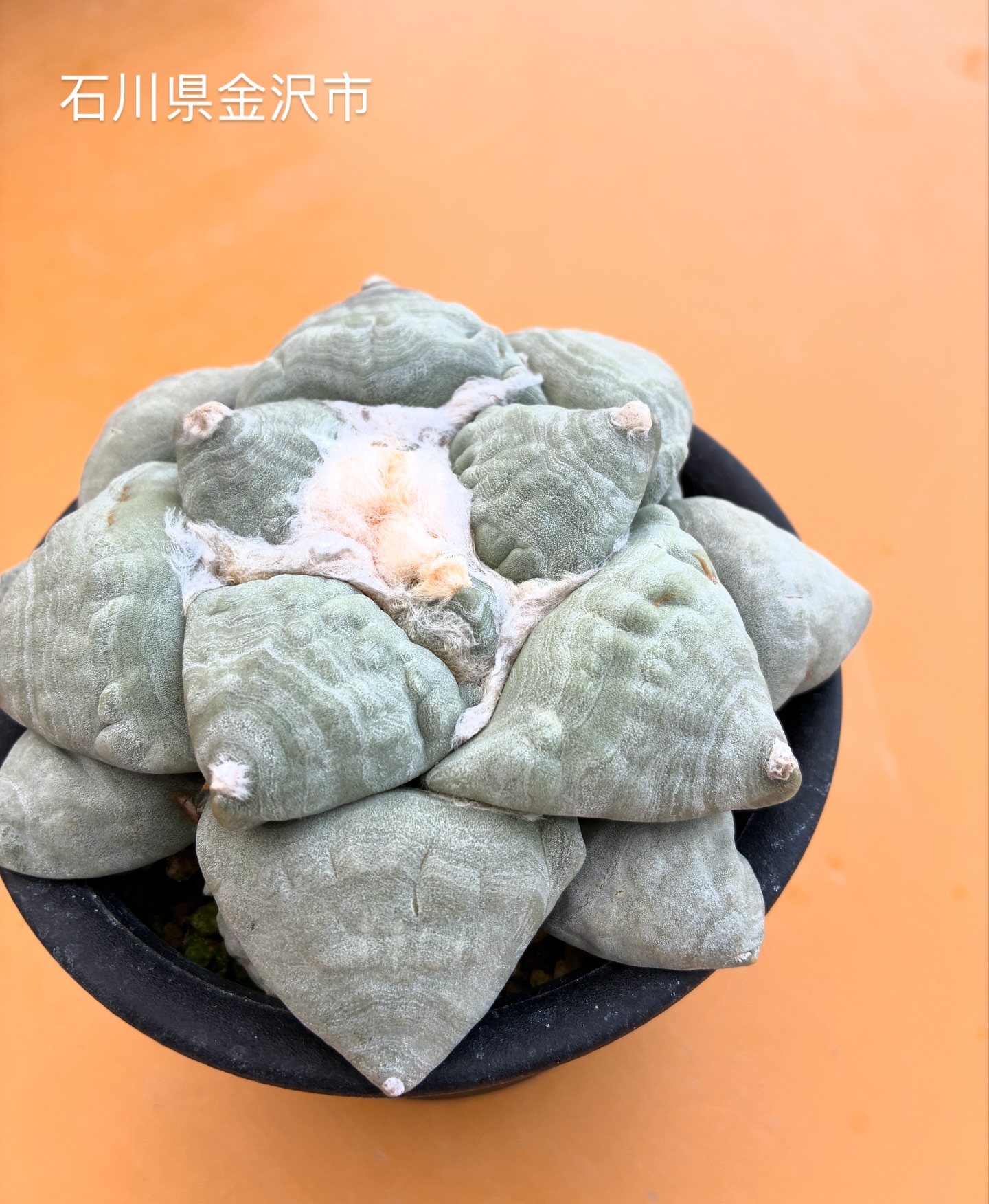 青磁牡丹
疣サイズ5cm位になっております
.
#アリオカルプス青磁牡丹
.
#金沢市　#ナマクアランド