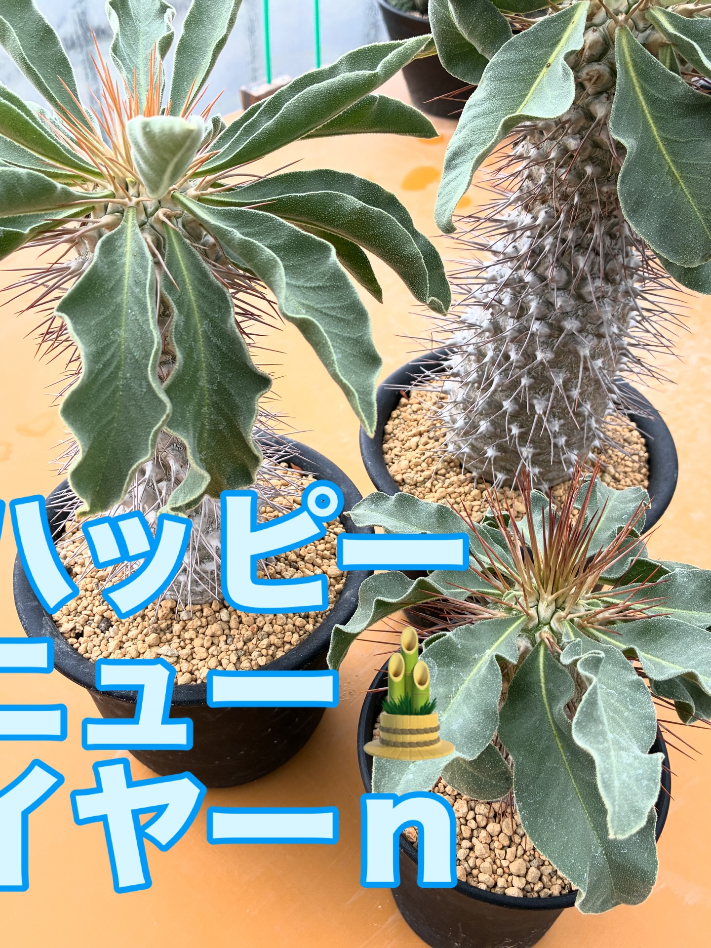 ハッピーニューイヤー
あけましておめでとうございます
今年も張り切って参りたいと思いますのでどうぞ宜しくお願い申し上げます
ナマクアランドなのでナマクアナム•光堂を新年最初の投稿にしました　ここ一年は頻度多めに水を与えているせいか葉っぱはどれも傷まずに成長しております
.
#パキポディウムナマクアナム 
#金沢市 #ナマクアランド