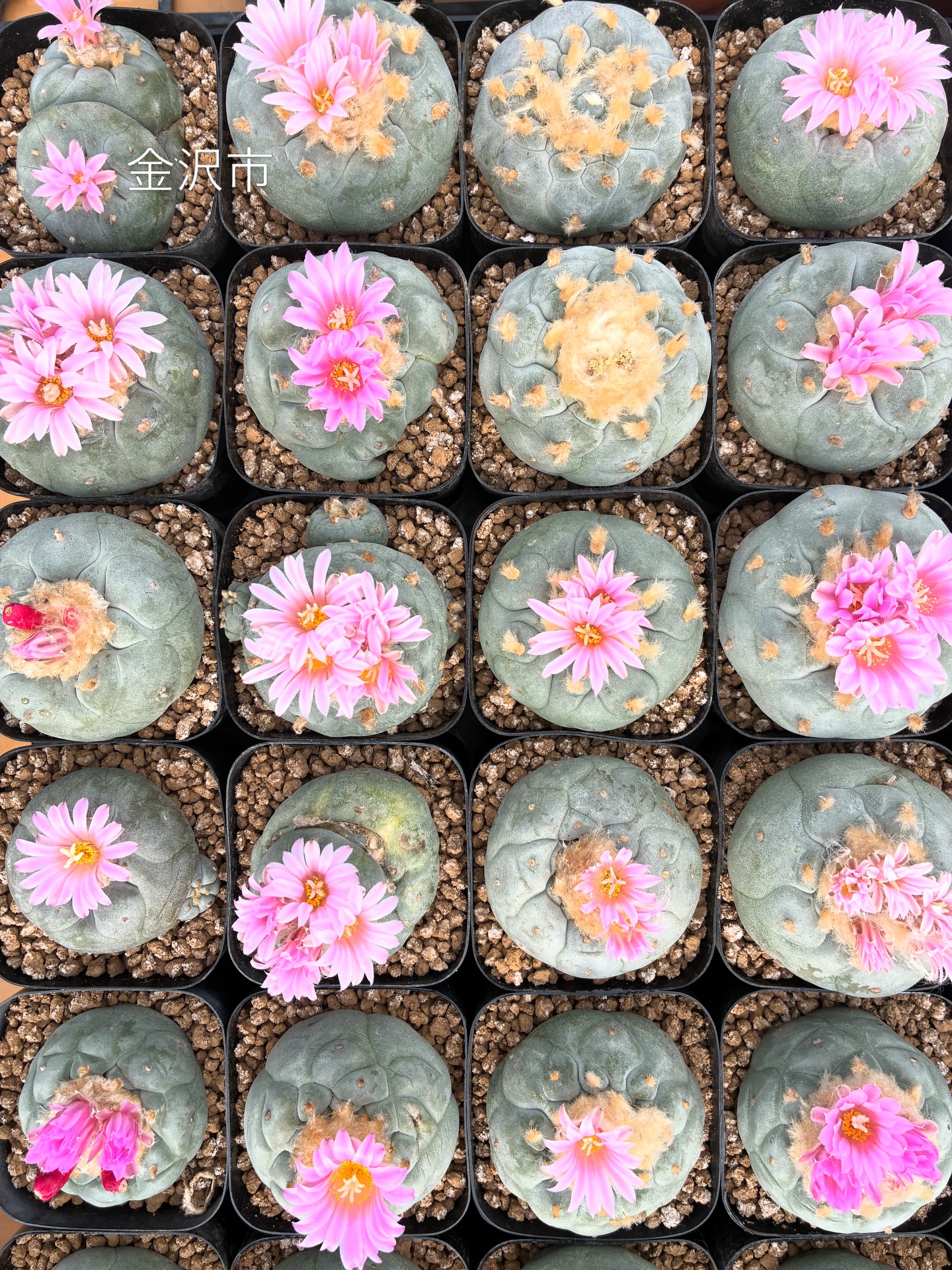 疣銀冠玉
春爛漫🌸　金沢市の桜開花予報は3/31だったかな
.
#疣銀冠玉
#ナマクアランド
#金沢市